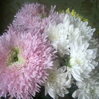 Нежность :: Елена Семигина