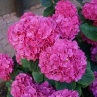 Маме..... :: Алёна Савина