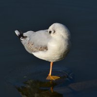 Недремлющий взгляд ... :: Константин Анисимов