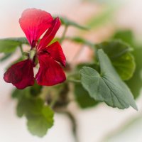 Герань на окне. :: Андрей Андрианов