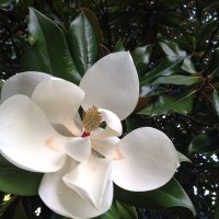 Магнолия :: Ольга Савельева 