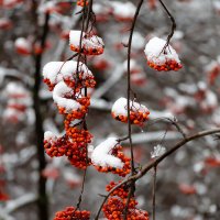 Ноябрьская рябина в снегу :: Александр Синдерёв
