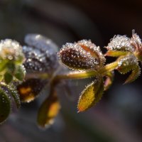 Засеребрились с утра в инее травы… :: Надежда Куркина