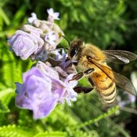 Пчёлка 30 ноября собирает мёд с лаванды :: Александр Деревяшкин