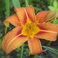 Лилейник :: Freddy 97