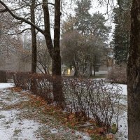 Первый снег. Зеленогорск. Ленинградская область. :: Лилия *