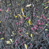 Барбарис в конце ноября :: Татьяна Машошина