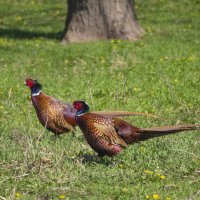 Фазаны. :: Александр 