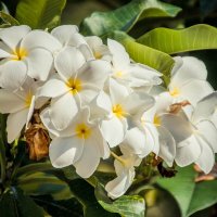 Плюмерия. :: Максим 