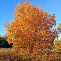 Золотое дерево :: Лия ☼ Золотое дерево :: Лия ☼