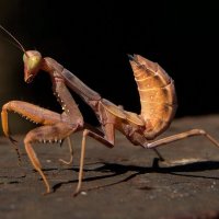 Богомол :: Любовь Овсянкина