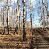 Осень :: Владимир Зыбин Осень :: Владимир Зыбин