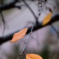 *** :: Павленко Михаил 