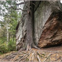 Каменный город (Чёртово Городище, Черепахи) :: Aquarius - Сергей