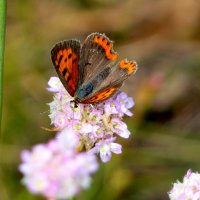 опять про бабочек...116 :: Александр Прокудин