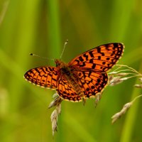 опять про бабочек...120 :: Александр Прокудин