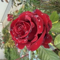 Роза после дождя. :: Валентина .