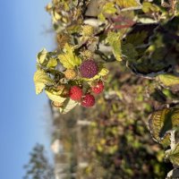 Малина в ноябре. :: Валентина .