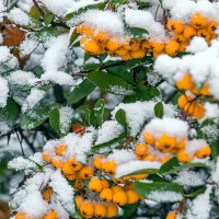 Пираканта или огневик :: Светлана Ищенко