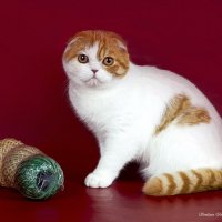 Вислоухая кошечка-красавица. :: Светлана Ищенко