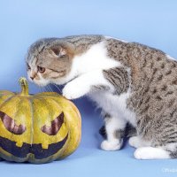 Забавная сцена с тыквой. :: Светлана Ищенко