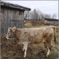 Бычок :: Ольга Довженко