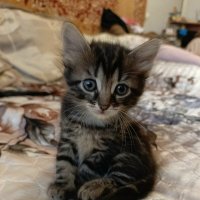 *** :: Андрей Л. В.