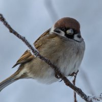 *** :: Виктор Иванович Чернюк