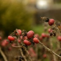 Витаминки. :: Николай