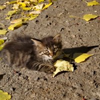 Котенок :: Александр Лычагин