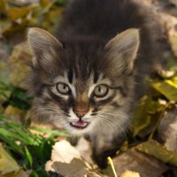 Котенок :: Александр Лычагин