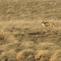 Царица камуфляжа :: Петр 