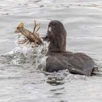 турпан. :: юрий макаров