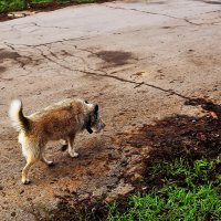 Проверка территории :: Юрий Гайворонскiий