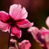 Доброе утро :: Юрий. Шмаков