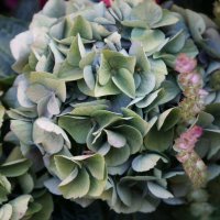 Первый день зимы... :: Алёна Савина