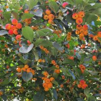 дичок :: Елена Шаламова