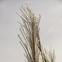 Мискантус китайский :: Игорь Сикорский