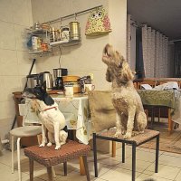 Есть хотим, завтрак давай, НЕДЕЛЮ НЕ ЕЛИ ... )) :: Владимир Хиль