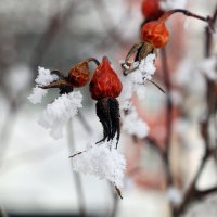 Иней на шиповнике :: Ольга