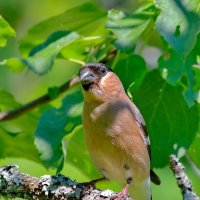 самочка... :: Andrey Bragin 