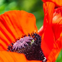 Мак :: Олег Загорулько