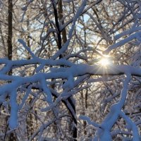 Лесные кораллы. :: Marina Pavlova