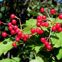 Калина красная. :: nadyasilyuk Вознюк