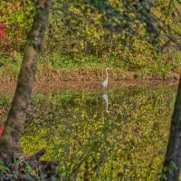 Пруд :: Jakob Dick