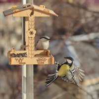 Что расселся? Бери семечку и улетай. :: Татьяна Бравая
