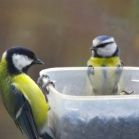 "Не спеши. погоди !" - сказала лазоревка :) :: Юрий Куликов