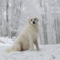 Алита в роли фотомодели :: Светлана