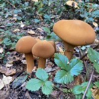 Грибочки :: Ольга Савельева 