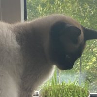 О! Травка! :: Ольга Савельева